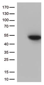 CDK15 Antibody in Western Blot (WB)
