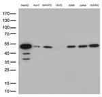 CDK15 Antibody in Western Blot (WB)
