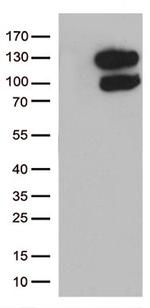 CCDC132 Antibody in Western Blot (WB)