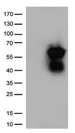 CD27 Antibody in Western Blot (WB)