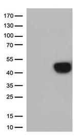 TNFRSF4 Antibody in Western Blot (WB)