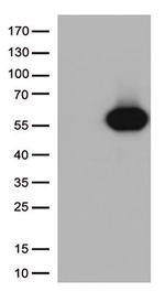 CD27 Antibody in Western Blot (WB)