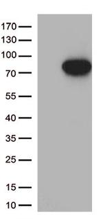 MASP2 Antibody in Western Blot (WB)