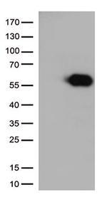 CD27 Antibody in Western Blot (WB)