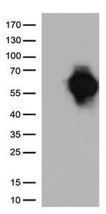 CD27 Antibody in Western Blot (WB)