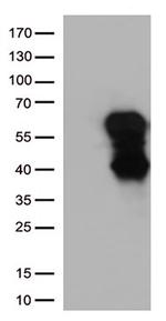 CD27 Antibody in Western Blot (WB)
