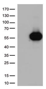CD27 Antibody in Western Blot (WB)