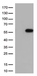 CD27 Antibody in Western Blot (WB)