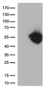 PD L1 (CD274) Antibody in Western Blot (WB)