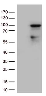 ZNF226 Antibody in Western Blot (WB)