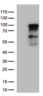 ZNF226 Antibody in Western Blot (WB)