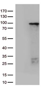 ZNF226 Antibody in Western Blot (WB)
