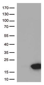 ARMS2 Antibody in Western Blot (WB)