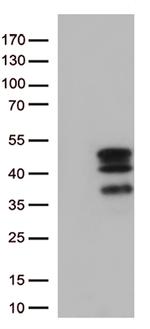 VGLL3 Antibody in Western Blot (WB)