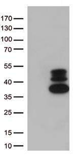 VGLL3 Antibody in Western Blot (WB)