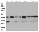 VGLL3 Antibody in Western Blot (WB)