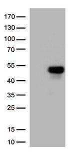 ATF4 Antibody in Western Blot (WB)