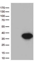 Syntaxin 1a (STX1A) Antibody in Western Blot (WB)