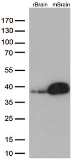 Syntaxin 1a (STX1A) Antibody in Western Blot (WB)