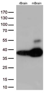 Syntaxin 1a (STX1A) Antibody in Western Blot (WB)