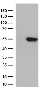 GNAL Antibody in Western Blot (WB)
