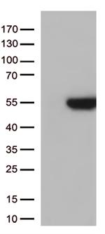 GNAL Antibody in Western Blot (WB)