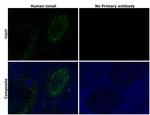TIGIT Antibody in Immunohistochemistry (Paraffin) (IHC (P))