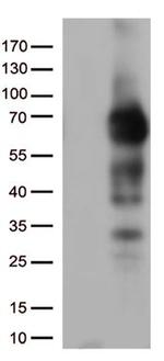 NGFR Antibody in Western Blot (WB)