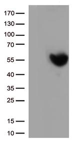PD L1 (CD274) Antibody in Western Blot (WB)