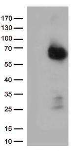 NGFR Antibody in Western Blot (WB)