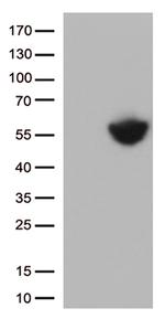 PD L1 (CD274) Antibody in Western Blot (WB)