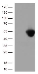 PD L1 (CD274) Antibody in Western Blot (WB)