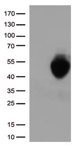 PD L1 (CD274) Antibody in Western Blot (WB)
