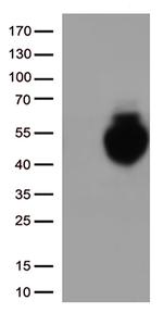 PD L1 (CD274) Antibody in Western Blot (WB)