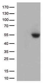 PD L1 (CD274) Antibody in Western Blot (WB)