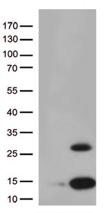 Pancreatic Polypeptide (PPY) Antibody in Western Blot (WB)