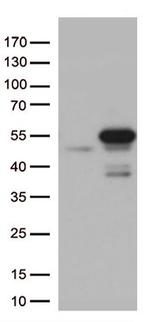 MTRF1 Antibody in Western Blot (WB)