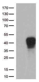 CD137 (TNFRSF9) Antibody in Western Blot (WB)