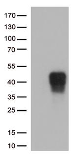 CD137 (TNFRSF9) Antibody in Western Blot (WB)