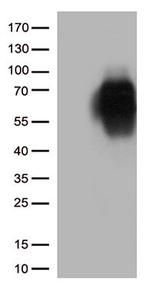 CD86 Antibody in Western Blot (WB)
