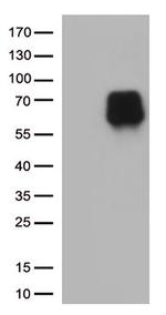 CD86 Antibody in Western Blot (WB)