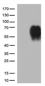 CD86 Antibody in Western Blot (WB)