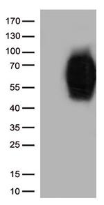 CD86 Antibody in Western Blot (WB)