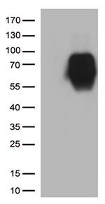 CD86 Antibody in Western Blot (WB)
