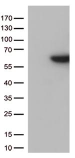 SRC Antibody in Western Blot (WB)