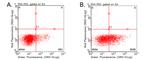 CD137 (TNFRSF9) Antibody in Flow Cytometry (Flow)