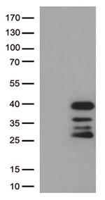DRGX Antibody in Western Blot (WB)