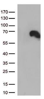 DOK3 Antibody in Western Blot (WB)