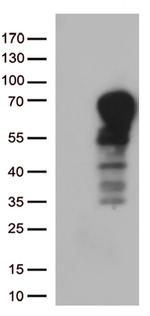 DOK3 Antibody in Western Blot (WB)