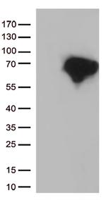 DOK3 Antibody in Western Blot (WB)